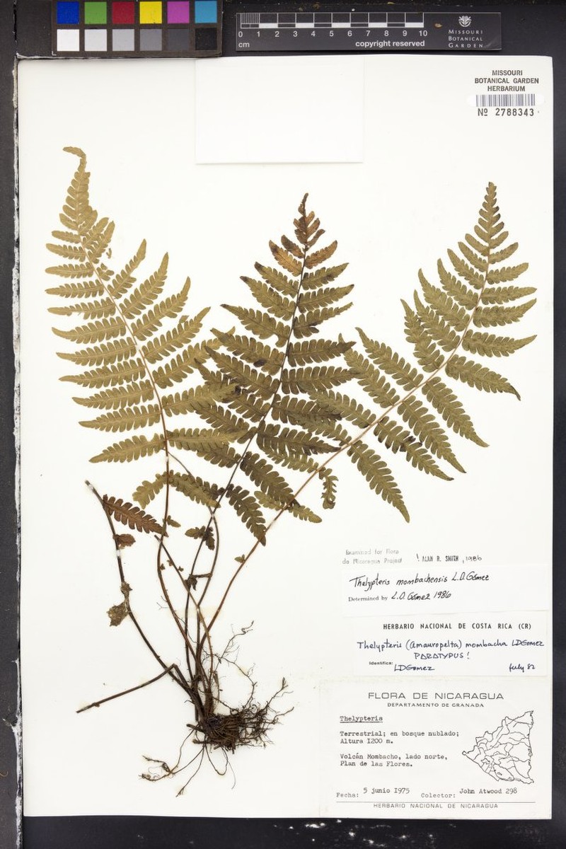 Thelypteris mombachensis photo 3