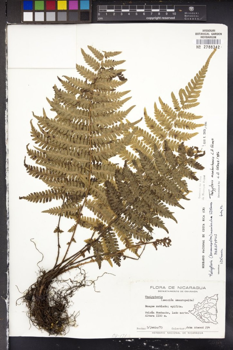 Thelypteris mombachensis photo 4