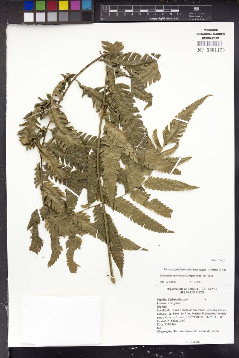Thelypteris monosora