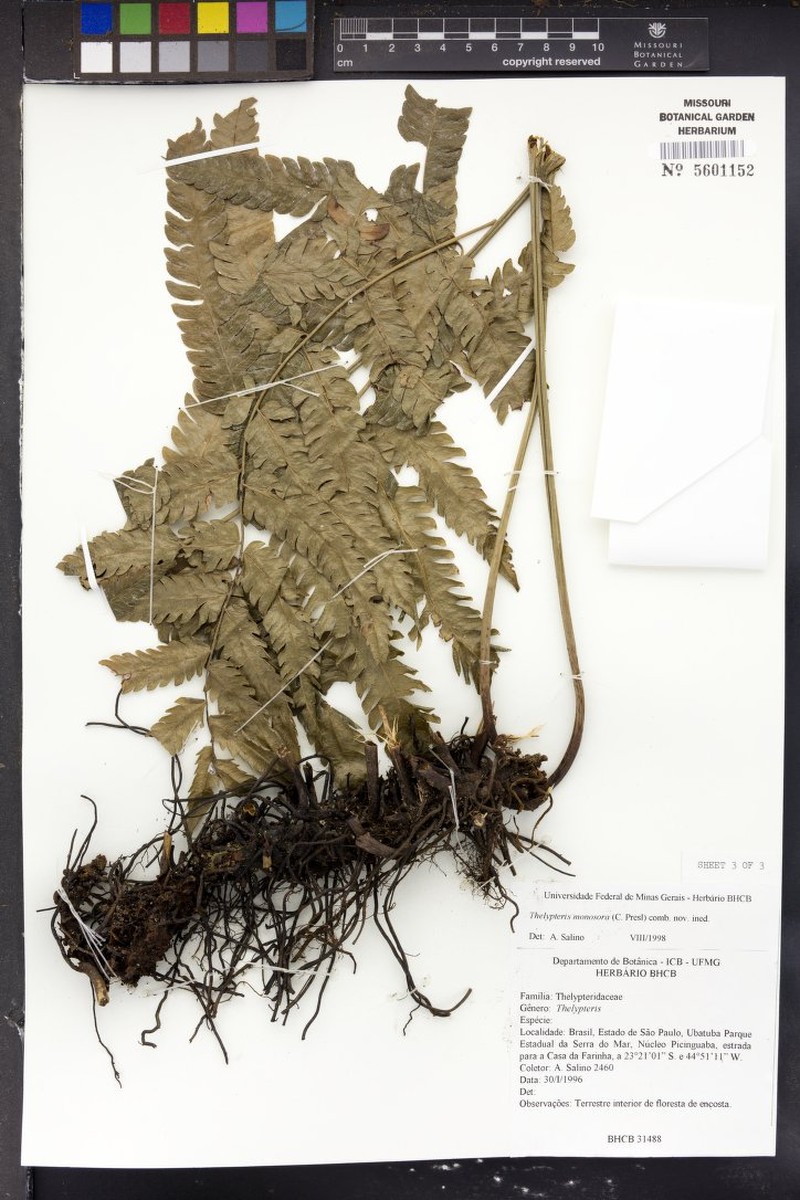 Thelypteris monosora photo 2