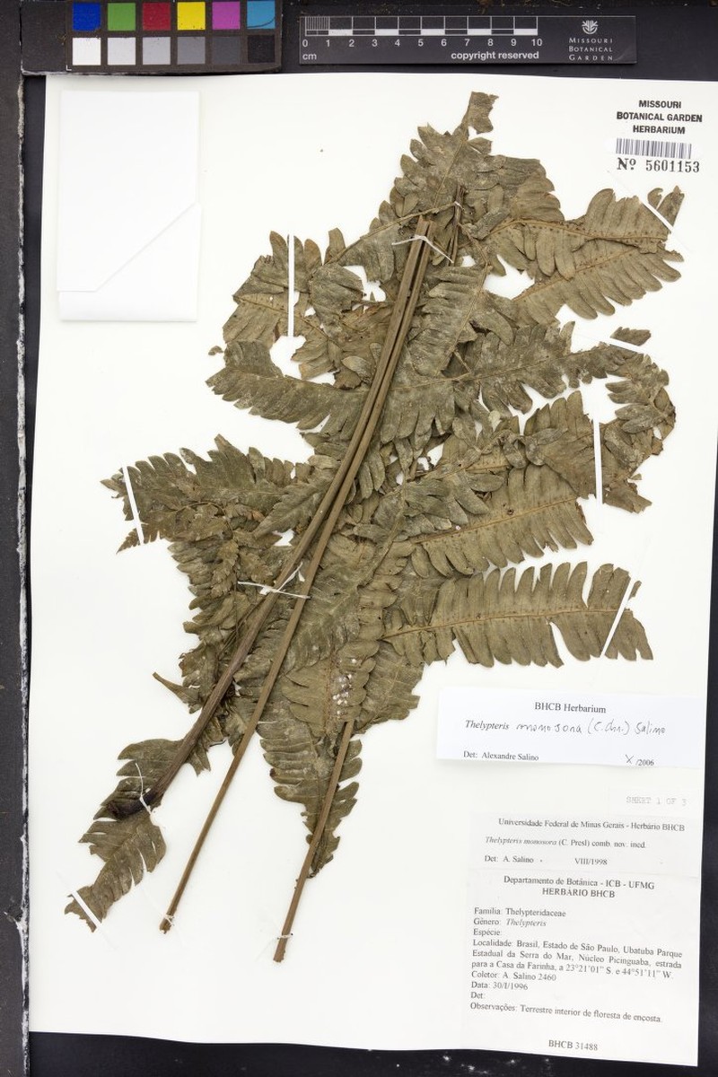 Thelypteris monosora photo 3