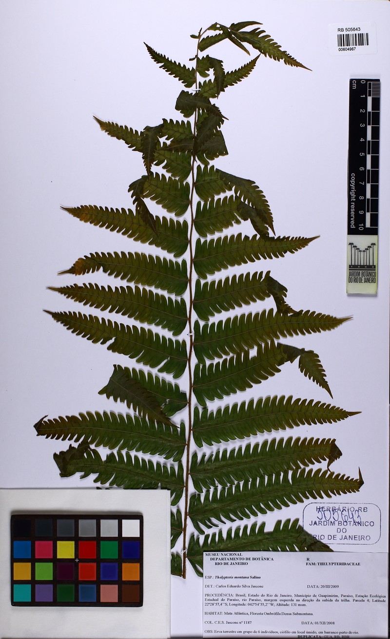 Thelypteris montana