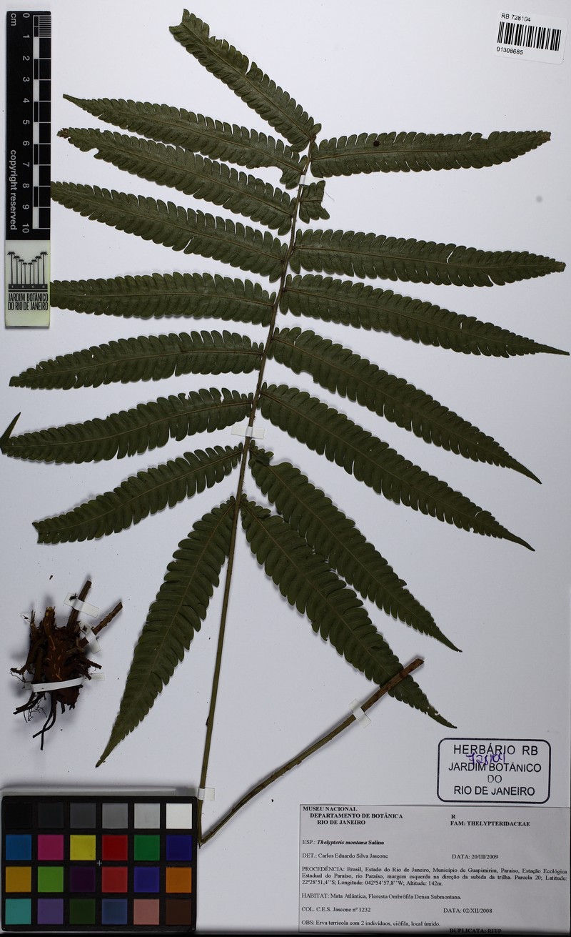 Thelypteris montana photo 2