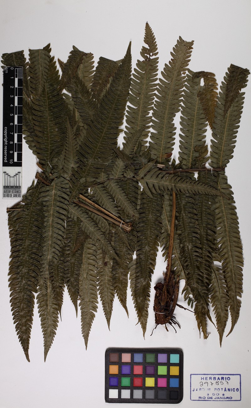 Thelypteris montana photo 3