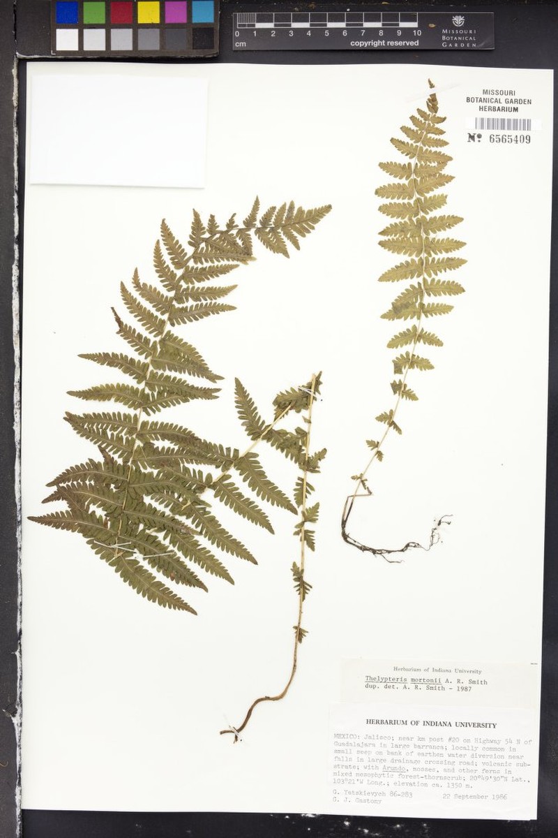Thelypteris mortonii