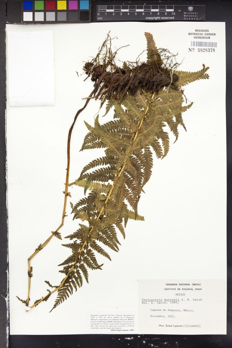 Thelypteris mortonii photo 2