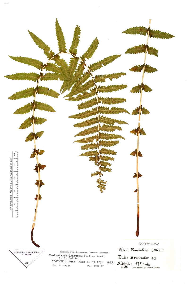 Thelypteris mortonii photo 3