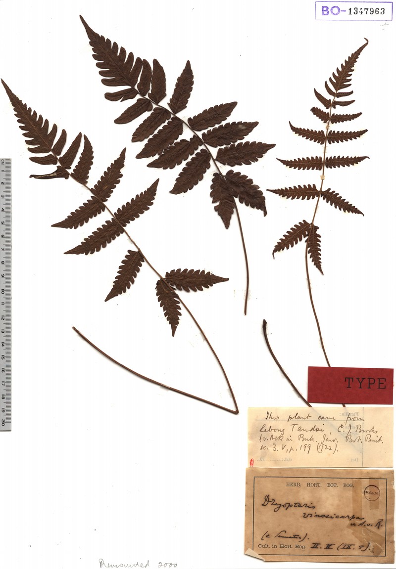 Thelypteris motleyana