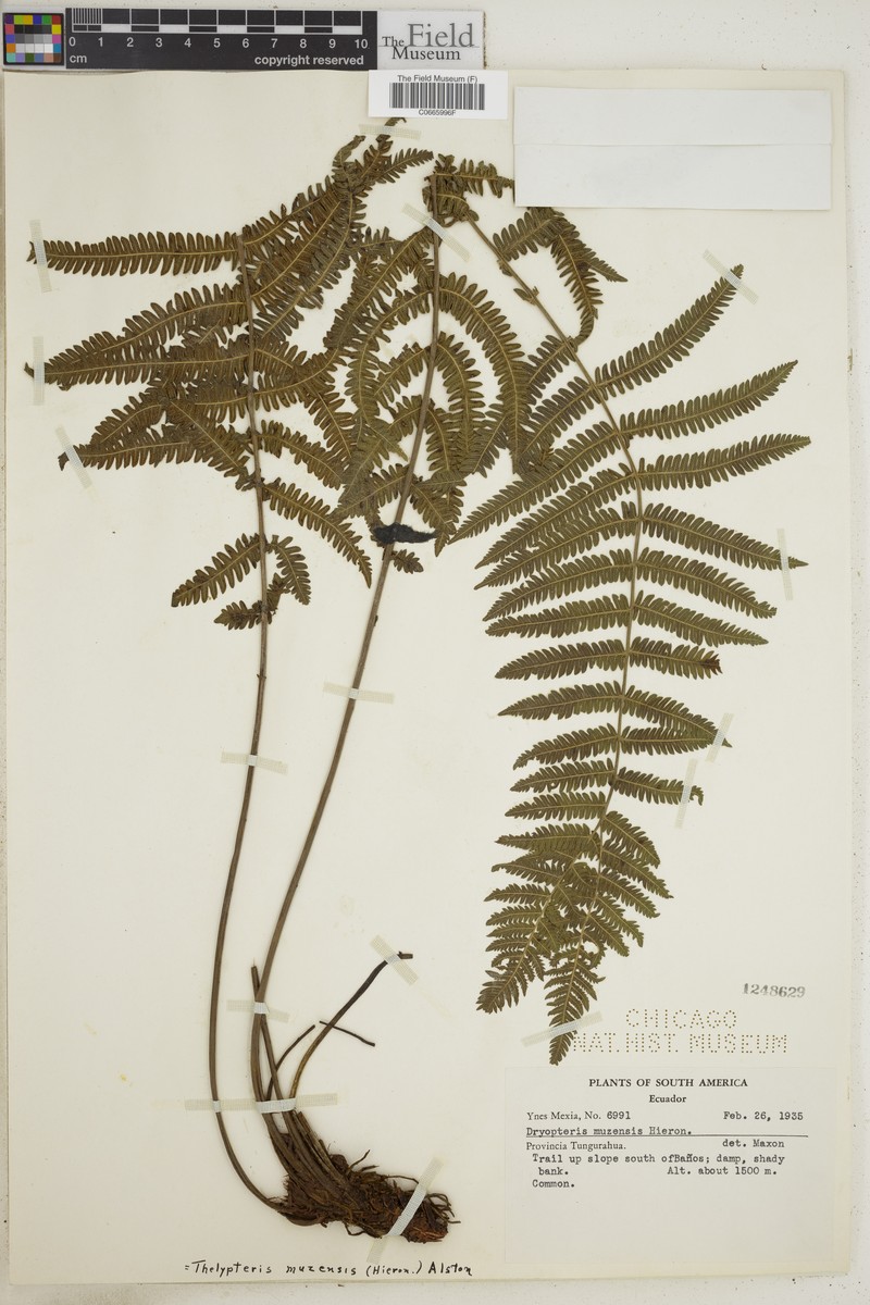 Thelypteris muzensis