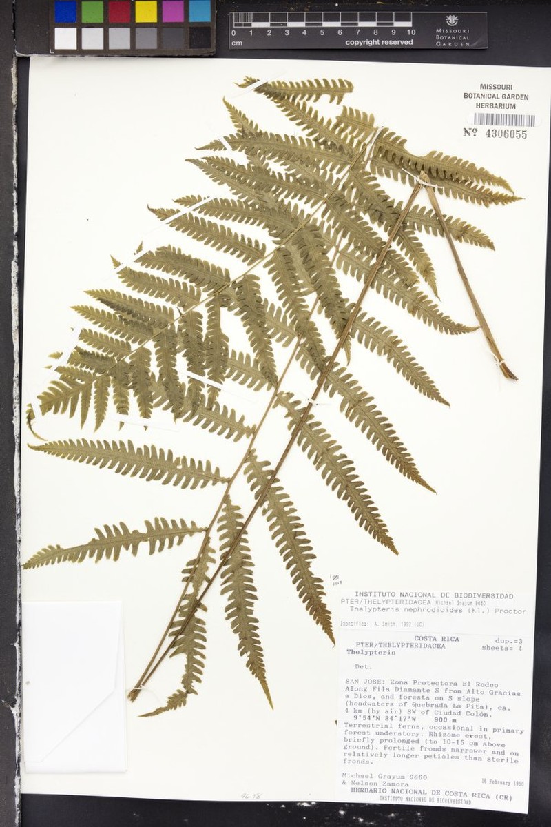 Graygreen Maiden Fern