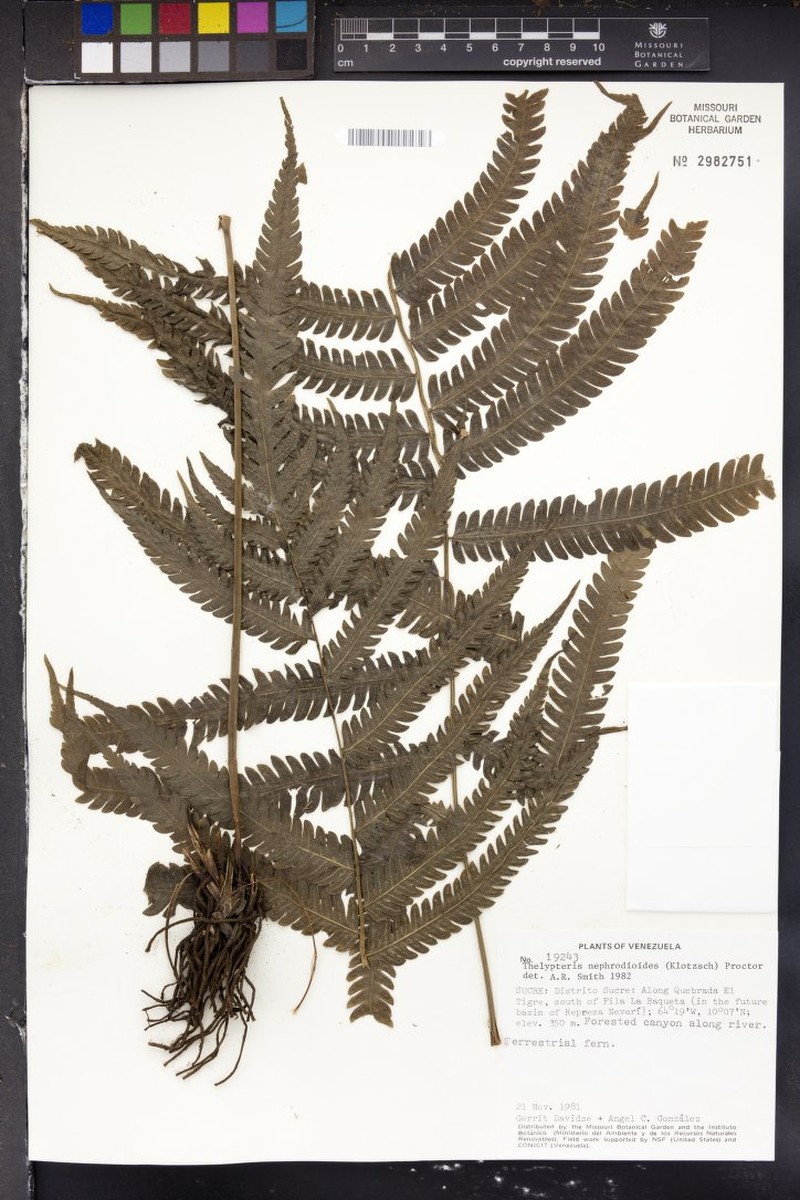 Graygreen Maiden Fern photo 2
