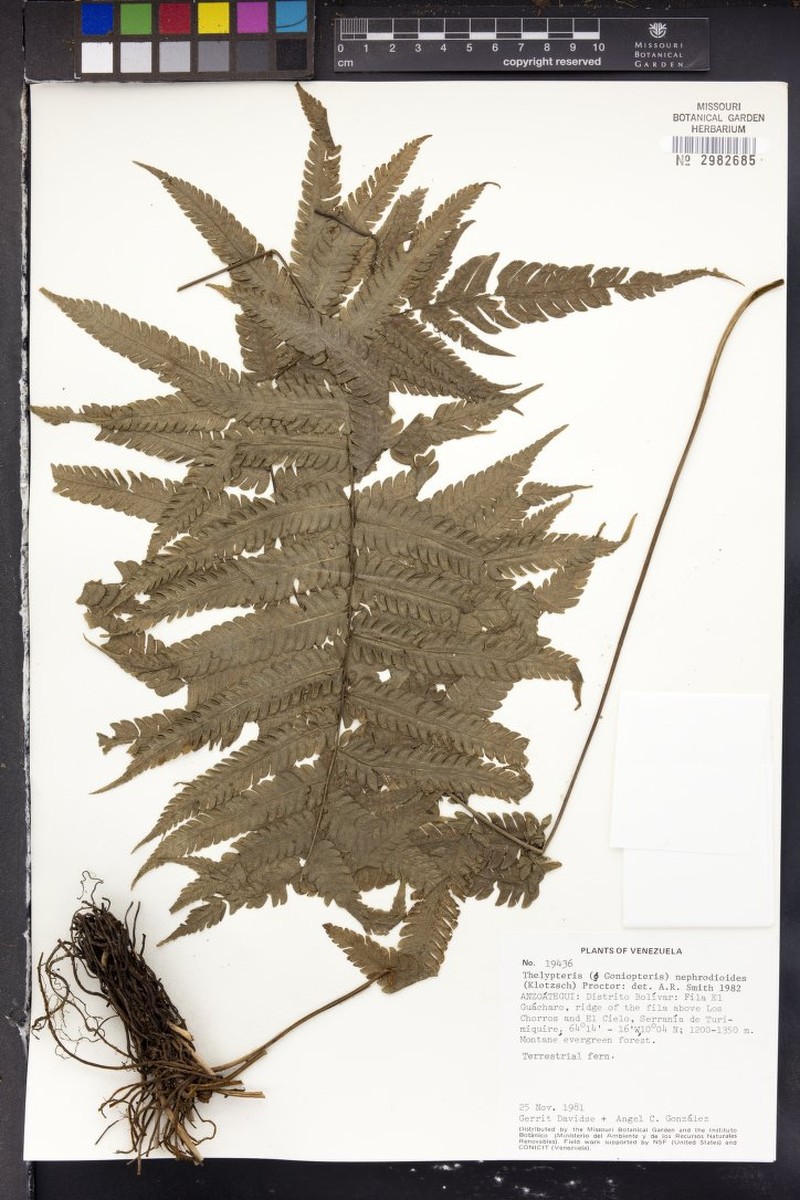 Graygreen Maiden Fern photo 3