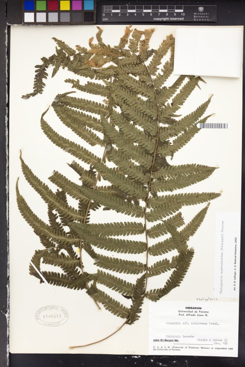 Graygreen Maiden Fern photo 4