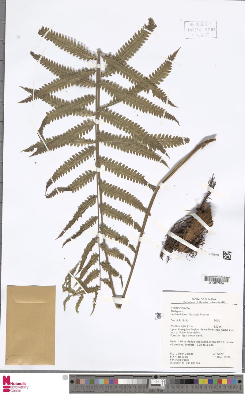 Graygreen Maiden Fern