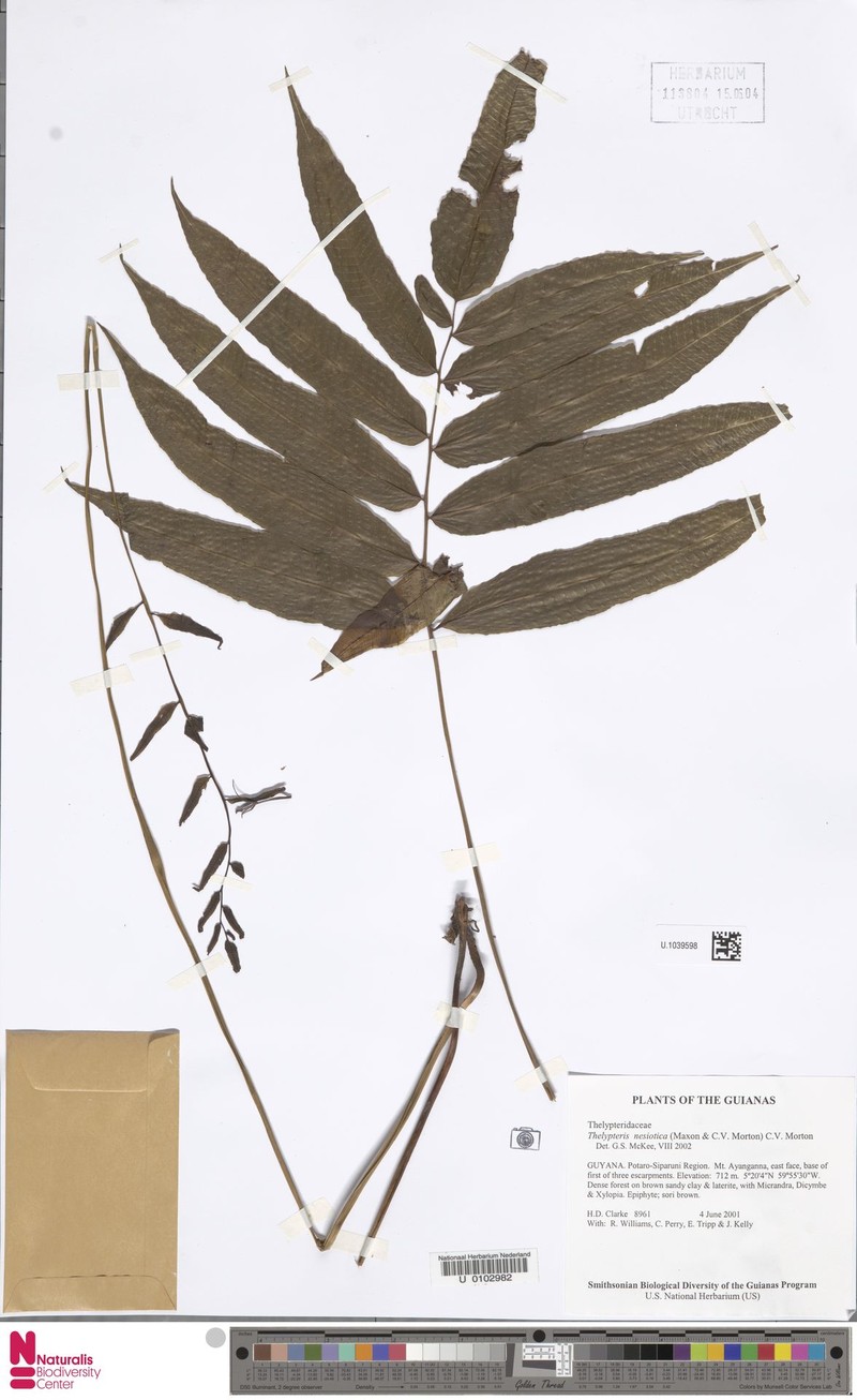Thelypteris nesiotica