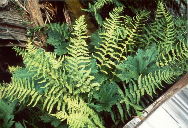 Sierra Marsh Fern