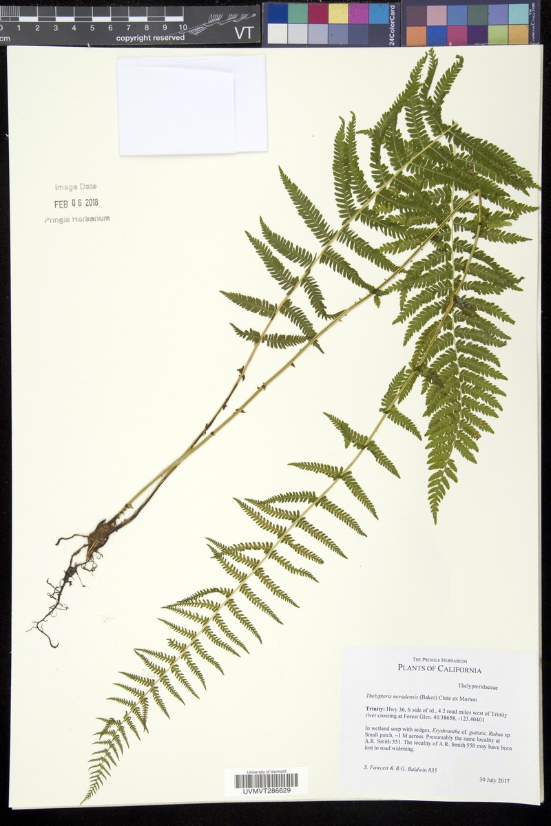 Sierra Marsh Fern photo 2