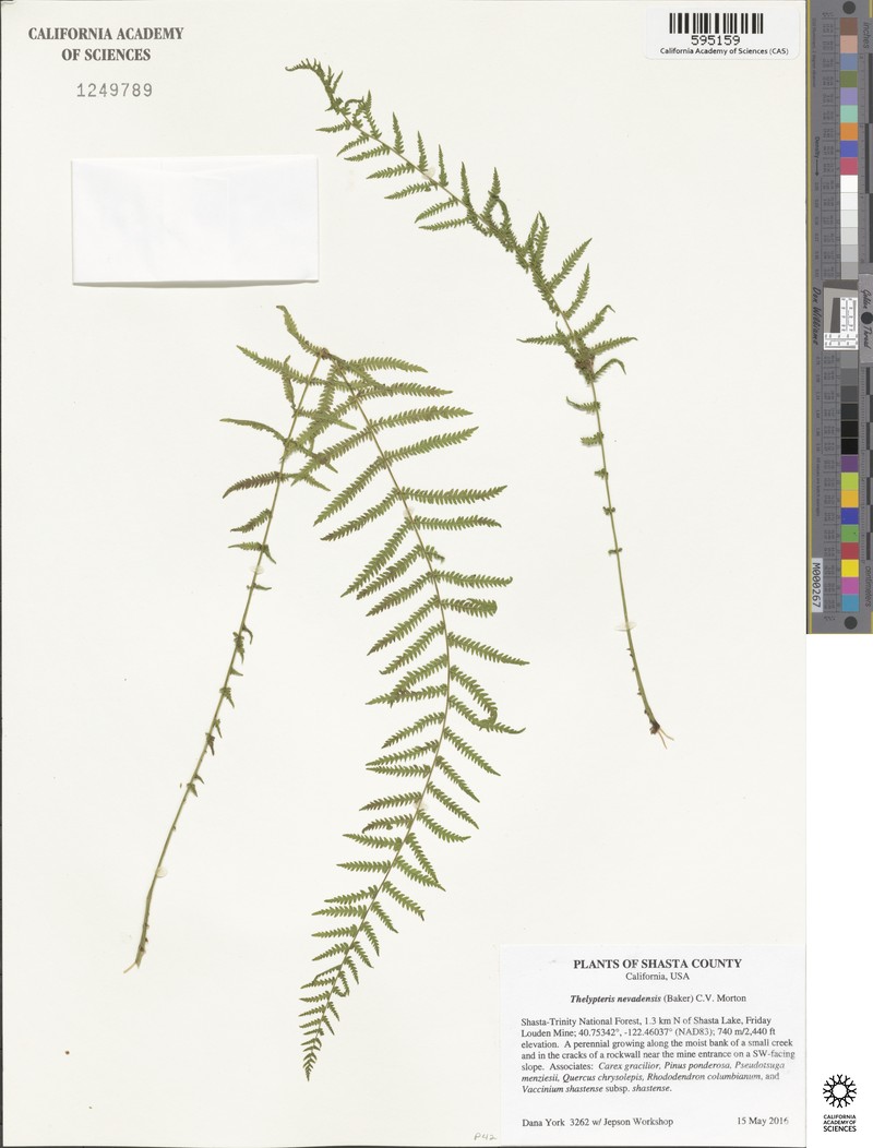 Sierra Marsh Fern photo 3