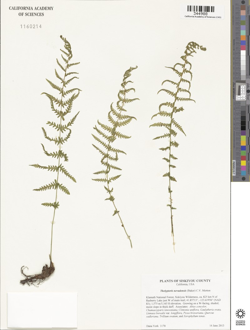 Sierra Marsh Fern photo 4