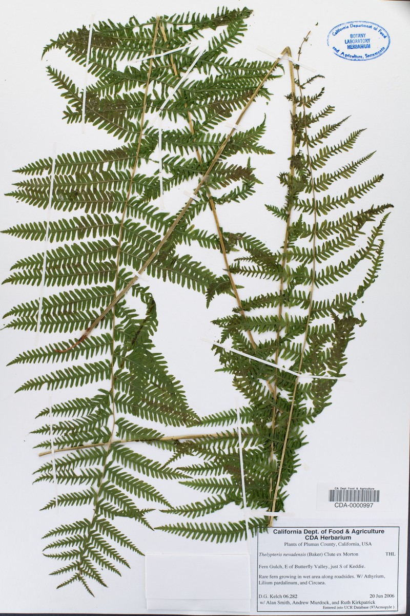 Sierra Marsh Fern photo 5