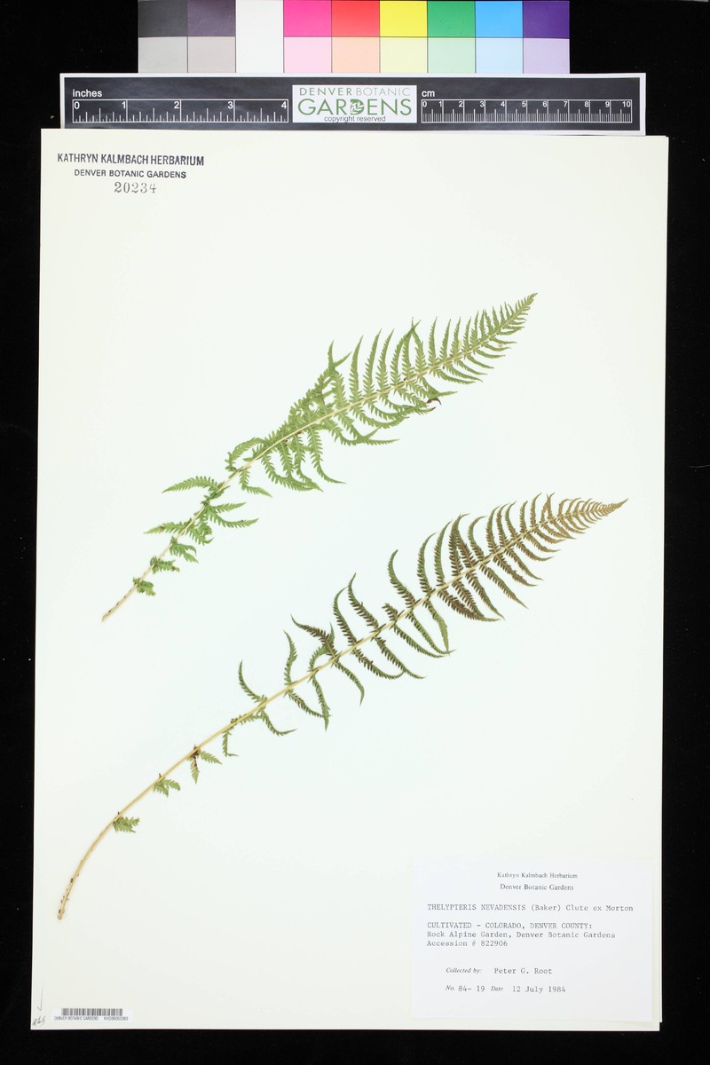 Sierra Marsh Fern photo 6