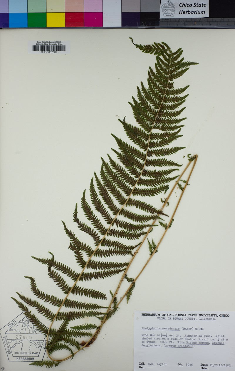 Sierra Marsh Fern photo 7