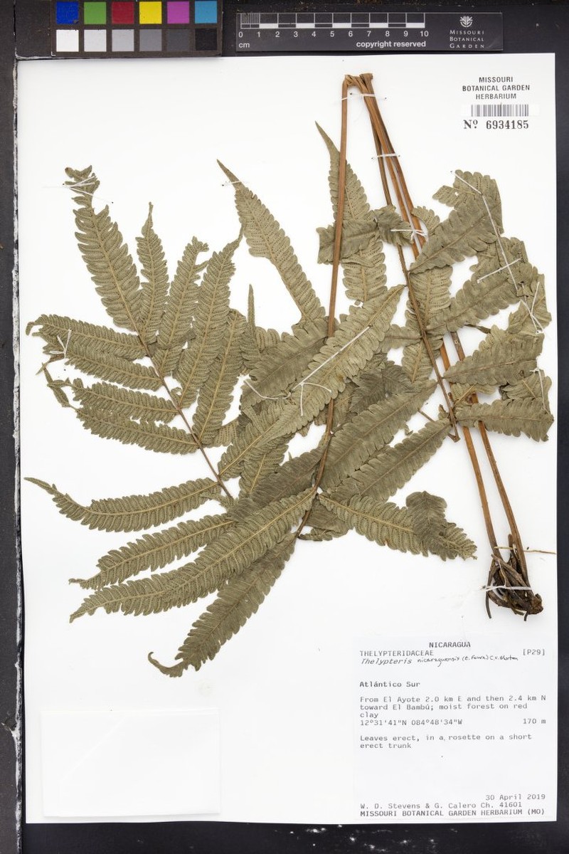 Thelypteris nicaraguensis