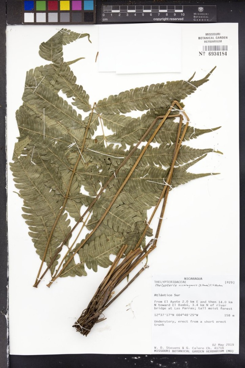 Thelypteris nicaraguensis photo 2