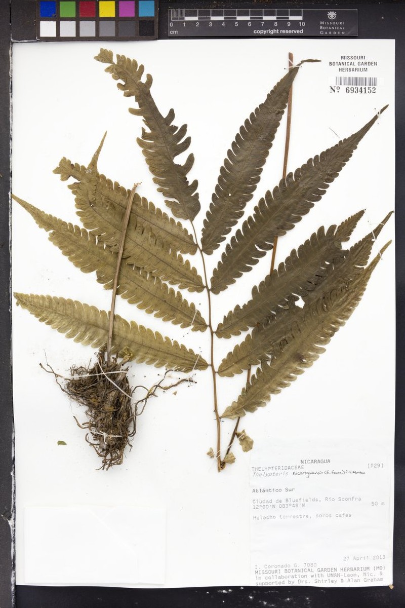 Thelypteris nicaraguensis photo 3
