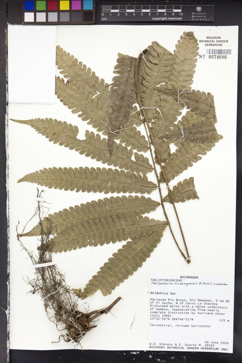 Thelypteris nicaraguensis photo 4
