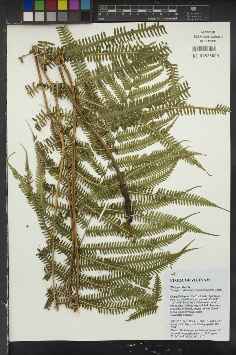 Thelypteris nigrescens