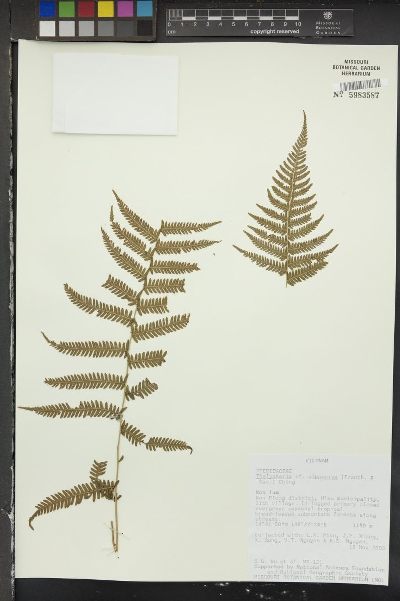 Thelypteris nipponica