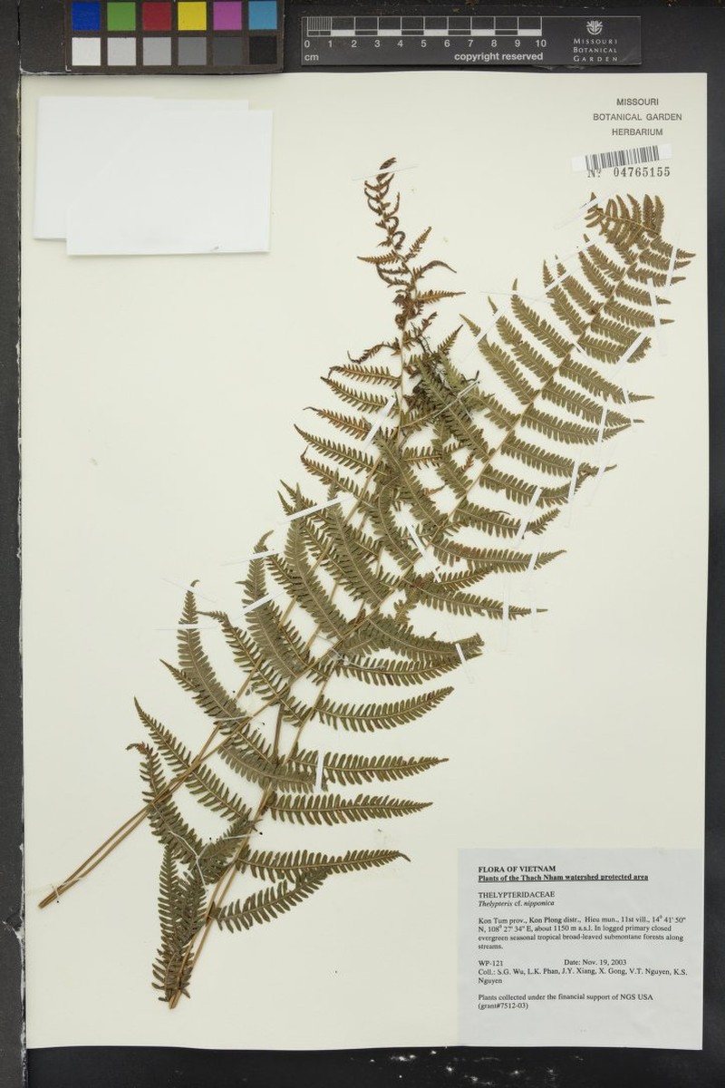 Thelypteris nipponica photo 2
