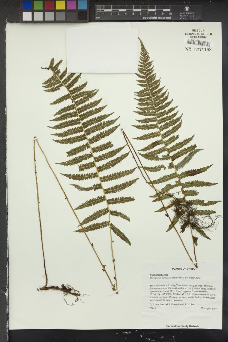 Thelypteris nipponica photo 3