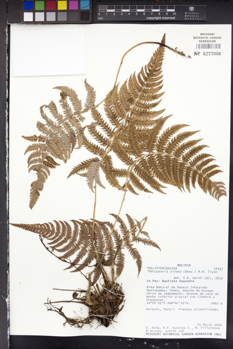 Thelypteris nitens