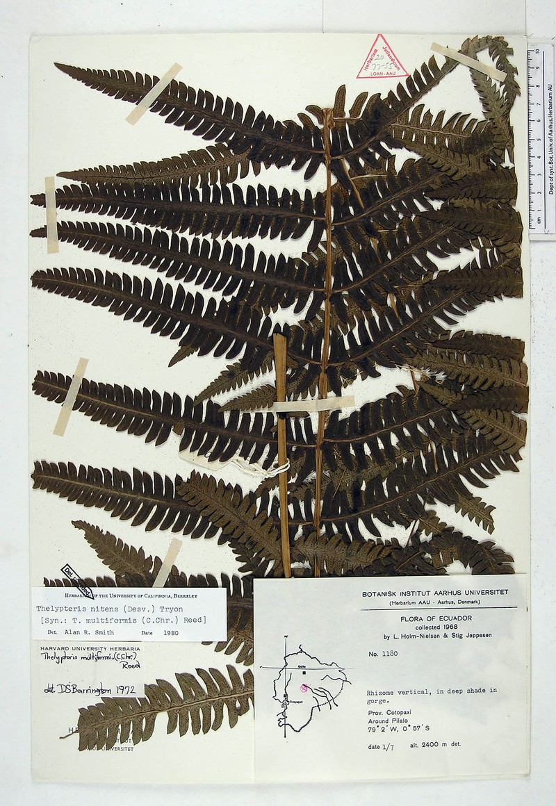 Thelypteris nitens photo 2