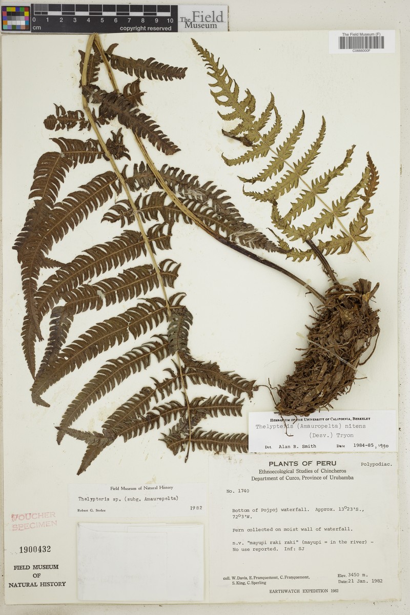 Thelypteris nitens photo 3