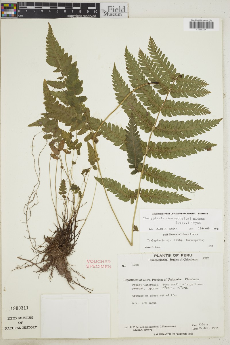 Thelypteris nitens photo 4