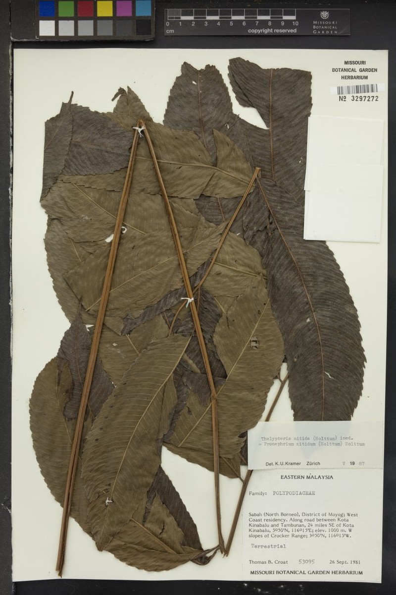 Thelypteris nitida
