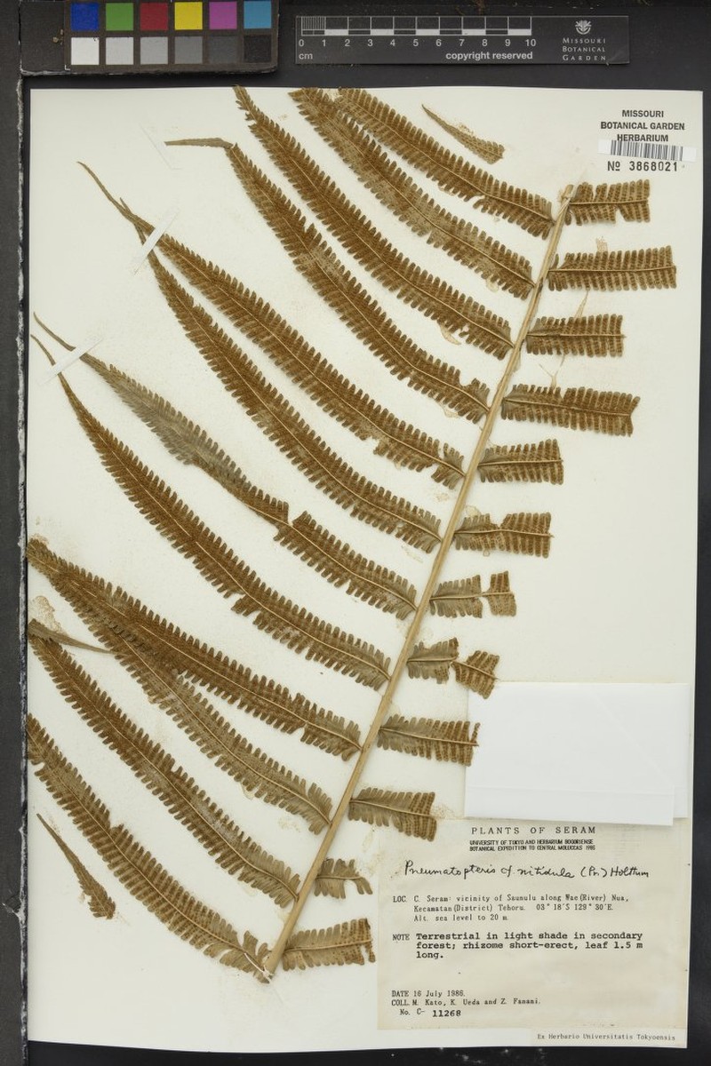 Thelypteris nitidula
