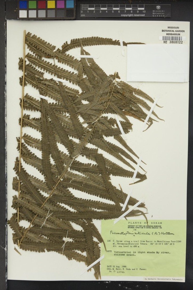Thelypteris nitidula photo 2