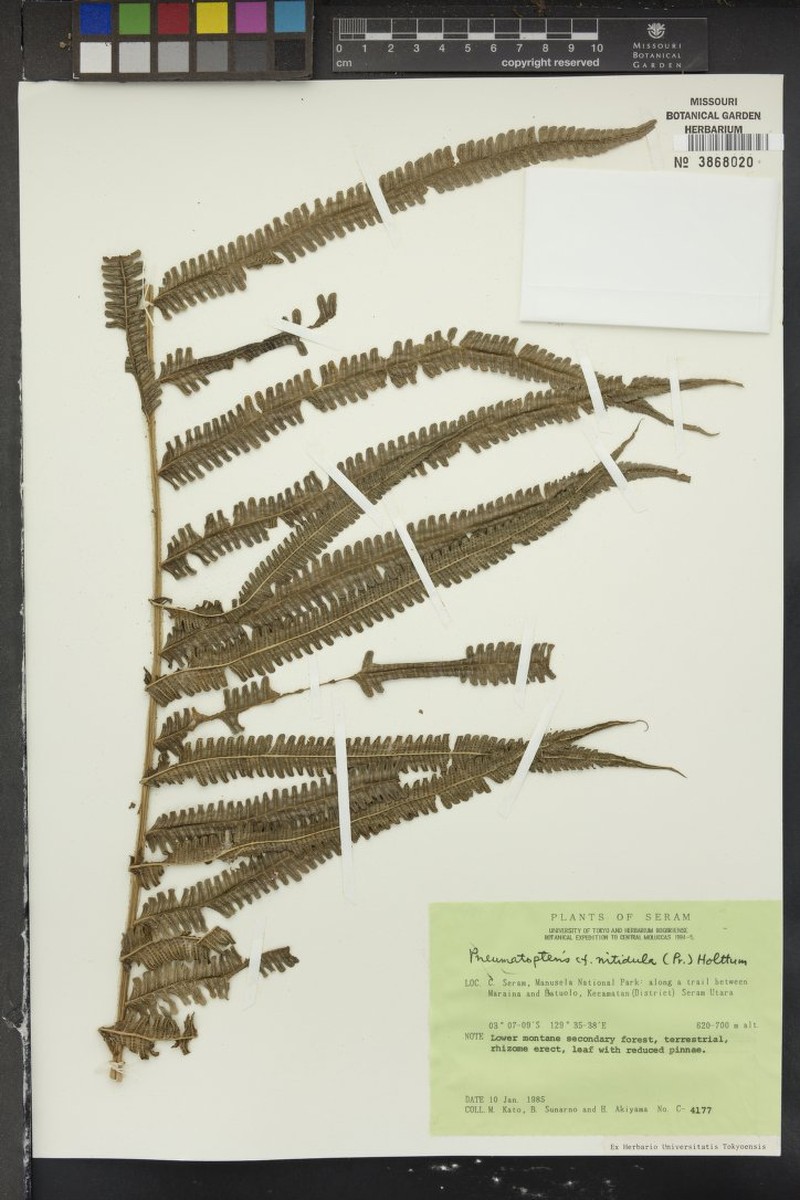 Thelypteris nitidula photo 3