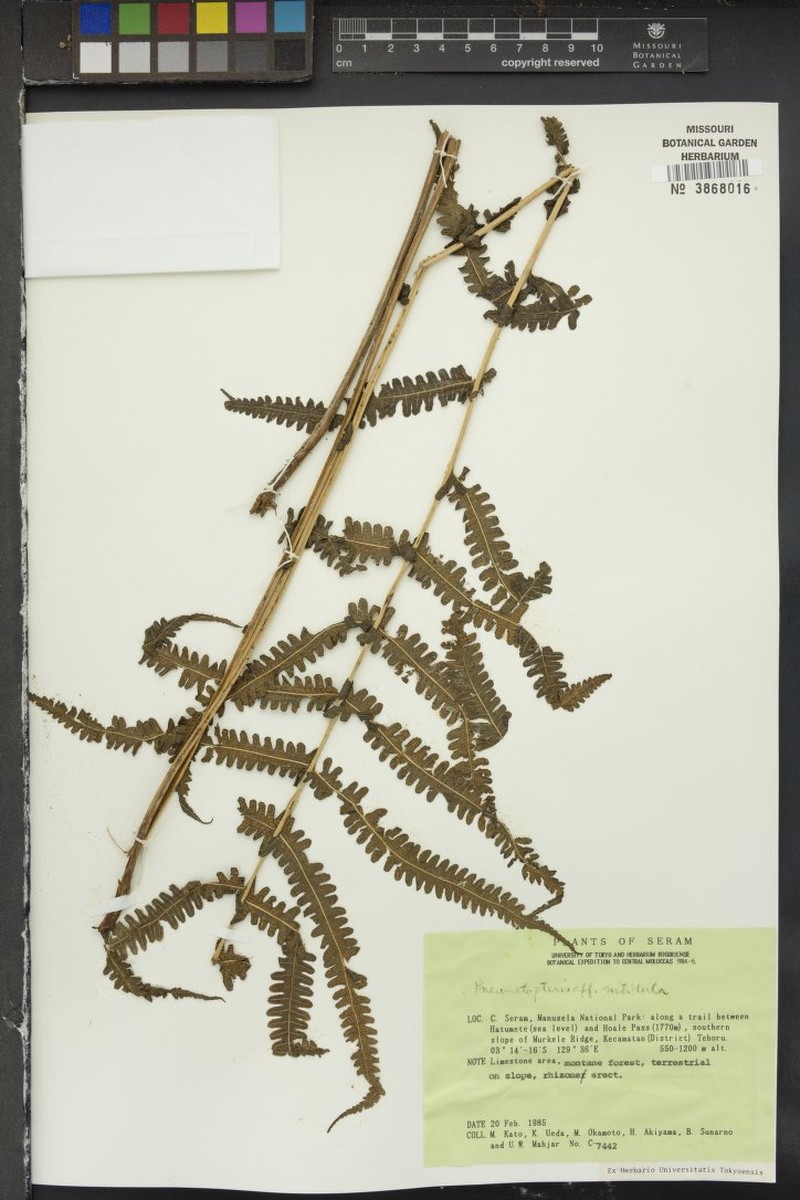 Thelypteris nitidula photo 4