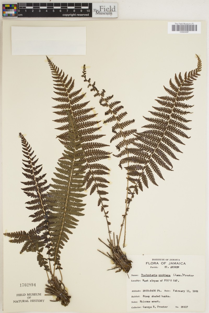 Thelypteris nockiana