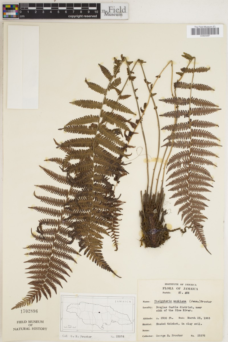 Thelypteris nockiana photo 2