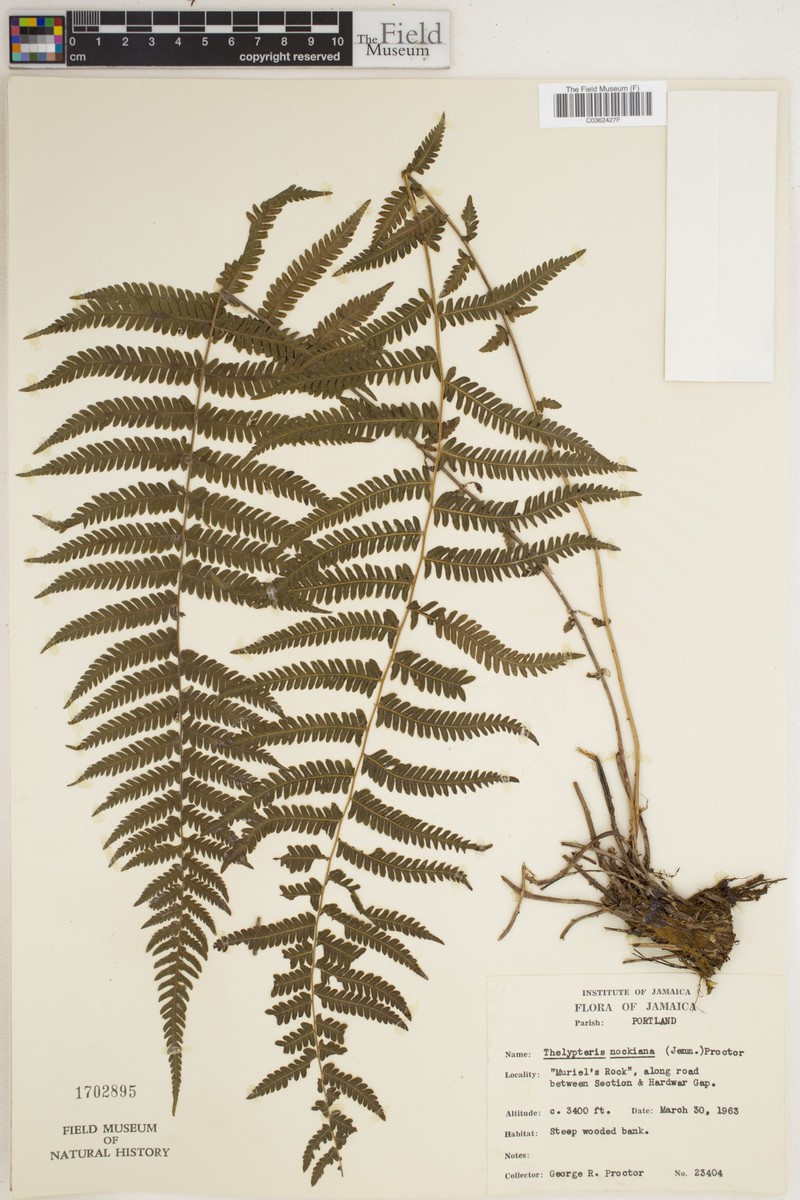 Thelypteris nockiana photo 3