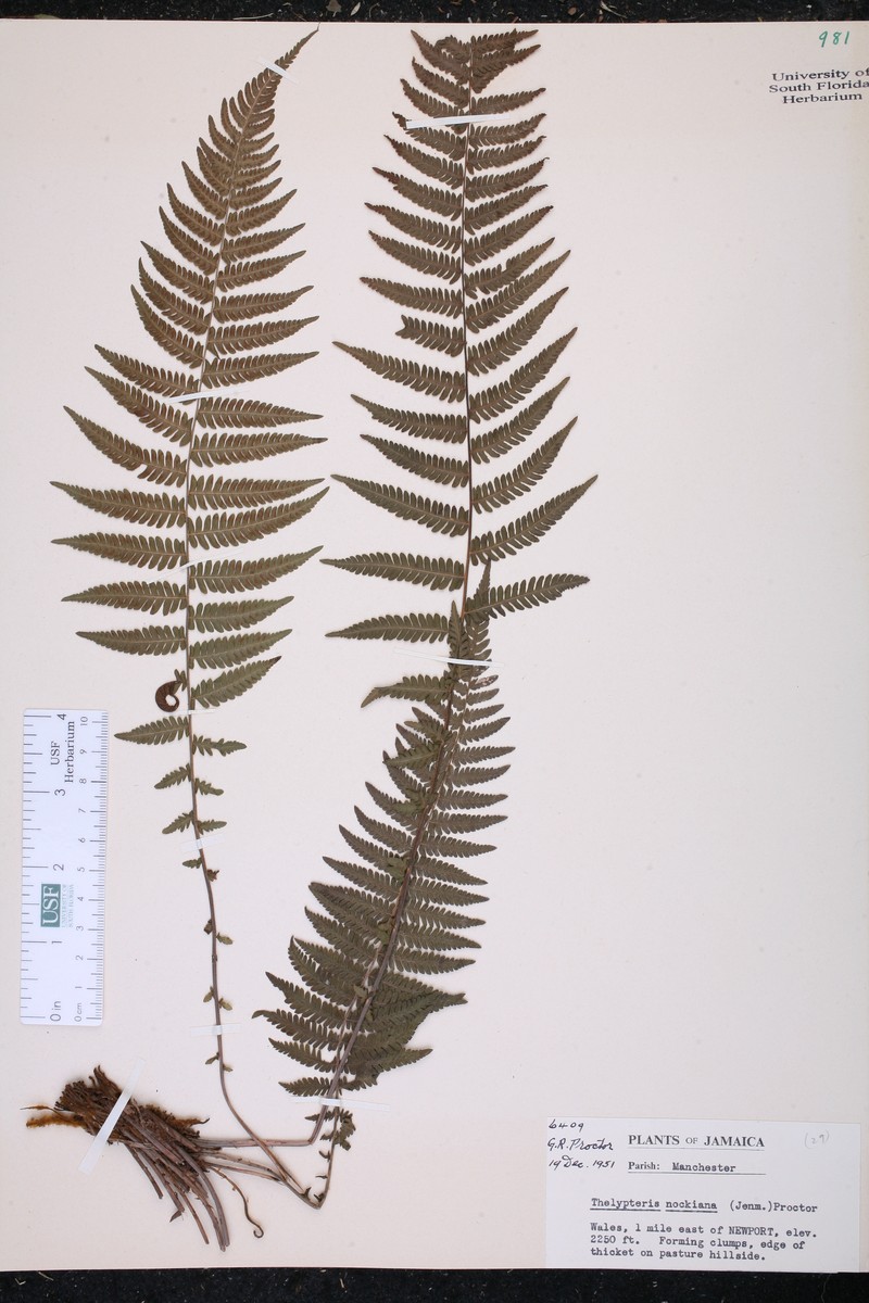 Thelypteris nockiana photo 4