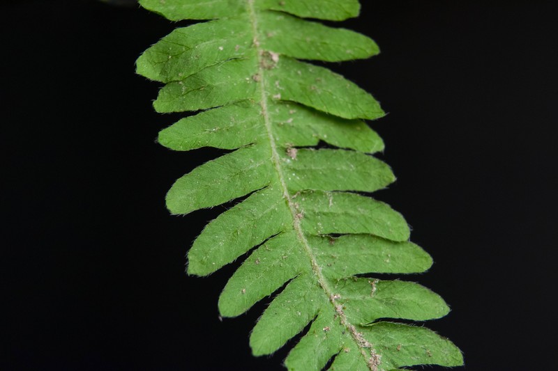 New York Fern
