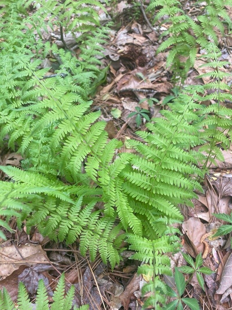 New York Fern photo 2