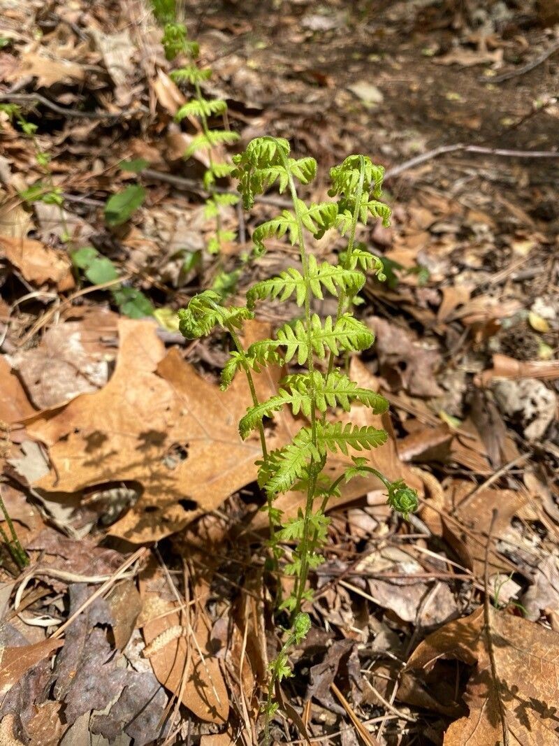 New York Fern photo 3